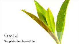  Presentation with healthy drink - Beautiful presentation theme featuring healthcare change - green tea tree thea sinensis backdrop and a white colored foreground