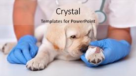  Presentation with veterinary - Beautiful presentation theme featuring healthcare professional holding young puppy backdrop and a lemonade colored foreground