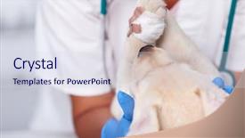  Presentation with veterinary - Cool new presentation theme with healthcare professional holding young puppy backdrop and a sky blue colored foreground