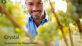  Presentation with vineyard - Audience pleasing PPT theme consisting of healthty - smiling young man touching grapes backdrop and a  colored foreground