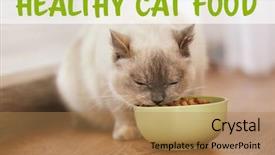  Presentation with balanced life health - Slides enhanced with equilibrio animal - healthy and balanced cat meal background and a coral colored foreground