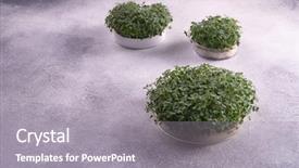  Presentation with biology - PPT theme consisting of microgreens healthy eating concept science background and a gray colored foreground