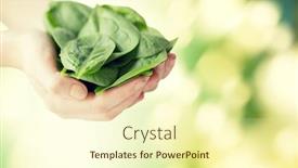  Presentation with healthy people - Beautiful PPT layouts featuring healthy eating dieting vegetarian food and people concept - close up of woman hands holding spinach over green natural background backdrop and a cream colored foreground