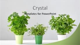  Presentation with healthy eating - Cool new PPT theme with healthy-eating-gardening-and-herbs backdrop and a light gray colored foreground