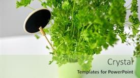  Presentation with name plate - Presentation design having healthy-eating-gardening-and-organic background and a yellow colored foreground