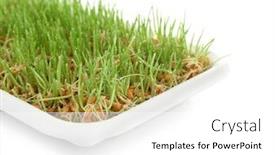  Presentation with container - Slide set consisting of healthy-fresh-wheat-grass background and a white colored foreground