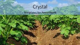  Presentation with potato - Presentation theme consisting of healthy growing potato plants background and a  colored foreground