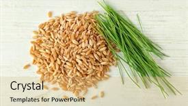  Presentation with sprouts and pulses - Slides having healthy lifestyle immunity - wheat grass seeds and sprouts background and a  colored foreground