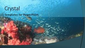  Presentation with tropical reef fish - Colorful presentation enhanced with healthy marine coral reef ecosystem backdrop and a light blue colored foreground