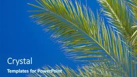  Presentation with palm tree - Cool new PPT theme with healthy-palm-tree-over-blue backdrop and a ocean colored foreground