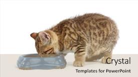  Presentation with eat - Audience pleasing slide deck consisting of cat eat milk backdrop and a coral colored foreground