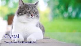  Presentation with life - Beautiful PPT layouts featuring cute cat enjoying his life backdrop and a sky blue colored foreground
