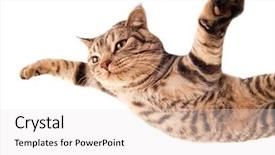  Presentation with funny animal - PPT theme with animal friends - flying funny kitten background and a white colored foreground