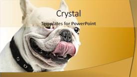  Presentation with french philosophers - Theme with people animals - french bulldog showing the tongue background and a  colored foreground