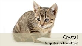  Presentation with healthy eating food photography - Slide deck consisting of cats milk - young cat eating cat background and a soft green colored foreground