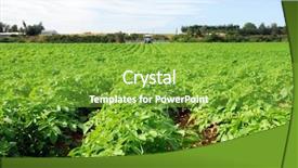  Presentation with potato crop - Presentation having healthy potato crop background and a tawny brown colored foreground