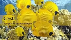 Presentation with fishes - Slides having healthy reefs of red sea background and a gold colored foreground