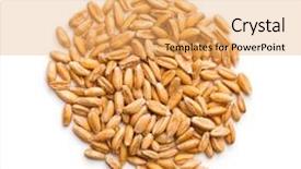  Presentation with grains - Audience pleasing presentation theme consisting of healthy spelt grains isolated backdrop and a yellow colored foreground