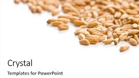  Presentation with grains - Cool new slide deck with healthy spelt grains isolated backdrop and a white colored foreground