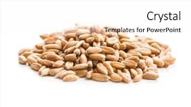  Presentation with grains - PPT theme having healthy spelt grains isolated background and a white colored foreground