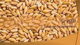  Presentation with grains - Presentation design consisting of healthy spelt grains pattern texture background and a gold colored foreground