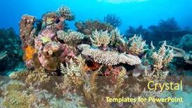  Presentation with sponges - Beautiful slide deck featuring healthy-tropical-coral-reef-hosting backdrop and a tawny brown colored foreground