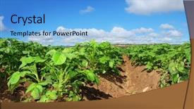  Presentation with sweet potato plant - Presentation design enhanced with healthy young potato plants background and a light blue colored foreground