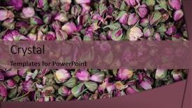  Presentation with antioxidant - Audience pleasing presentation design consisting of heap antioxidant and healthy rosebud backdrop and a violet colored foreground