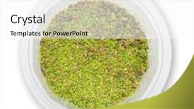  Presentation with 3d isolated t rex head - Beautiful PPT theme featuring heap ground svanuri marili isolated backdrop and a white colored foreground