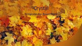 Presentation with autumn leaves - Colorful presentation enhanced with heap-of-autumn-yellow-leaves backdrop and a gold colored foreground