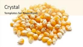  Presentation with grain corn - Colorful theme enhanced with heap of corn grain isolated backdrop and a blonde colored foreground
