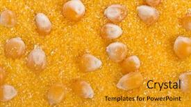  Presentation with maize - PPT theme enhanced with heap of cornmeal maize flour background and a gold colored foreground