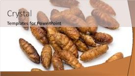  Presentation with snack - Slide deck enhanced with heap-of-crispy-silkworms background and a soft green colored foreground