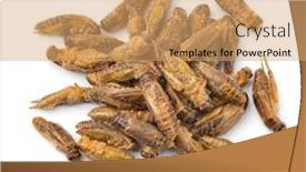  Presentation with snack time chip cracker crisps - Slides having heap-of-crispy-small-crickets background and a coral colored foreground