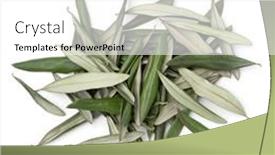  Presentation with olive - Presentation featuring heap-of-dried-olive-leaves background and a white colored foreground