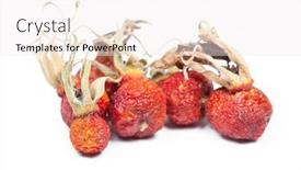  Presentation with rose hips - Colorful presentation theme enhanced with heap-of-dried-rose-hips backdrop and a white colored foreground