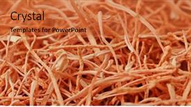  Presentation with dry - Audience pleasing slides consisting of heap of dry cordyceps backdrop and a red colored foreground