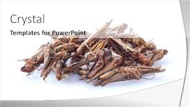  Presentation with locust - Slide deck consisting of heap-of-dry-snack-migratory background and a white colored foreground