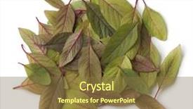  Presentation with tea leaves fresh green leaf - Theme having heap of fresh amaranth leaves background and a tawny brown colored foreground