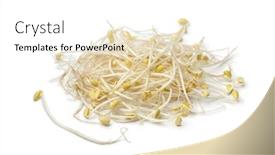  Presentation with bean sprouts - Presentation theme enhanced with heap-of-fresh-bean-sprouts background and a white colored foreground