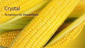 Presentation with corn cob - Slide deck featuring heap of fresh corn close background and a gold colored foreground