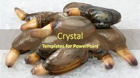  Presentation with clam shell - Audience pleasing PPT layouts consisting of heap-of-fresh-raw-alive backdrop and a tawny brown colored foreground