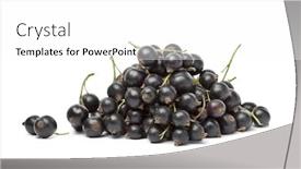  Presentation with blackcurrant - PPT theme featuring heap-of-fresh-ripe-blackcurrant background and a white colored foreground