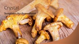  Presentation with forestry - Slides with heap of fresh yellow forestry chanterelle background and a coral colored foreground