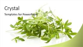  Presentation with garden - PPT theme with heap-of-garden-cress background and a white colored foreground