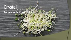  Presentation with seeds - Cool new presentation design with heap of sprouted alfalfa seeds backdrop and a  colored foreground