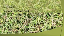  Presentation with plant - Cool new presentation with heap-of-tarragon-artemisa-dracunculus backdrop and a yellow colored foreground