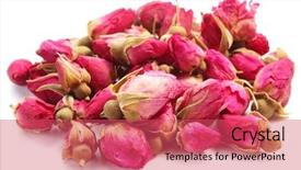  Presentation with pink and white roses country - Cool new PPT theme with heap of tea roses isolated backdrop and a red colored foreground
