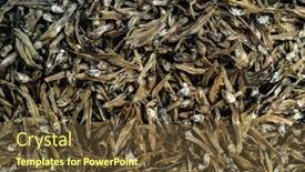  Presentation with dry fish - Slide deck having heap of tiny dried sardines selling in fish market a background of salted fish dry fish is a popular seafood ingredient in an asian cuisine background and a tawny brown colored foreground