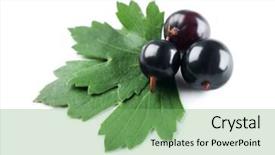  Presentation with currant - Amazing presentation having heap of wild black currant with green leaves isolated on white backdrop and a seafoam green colored foreground